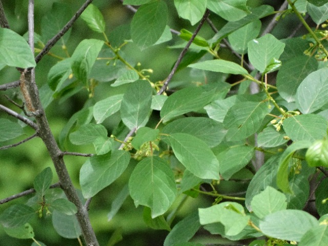 Frangula dodonei