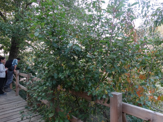 Frangula dodonei