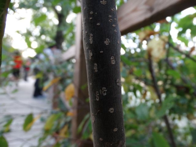 Frangula dodonei