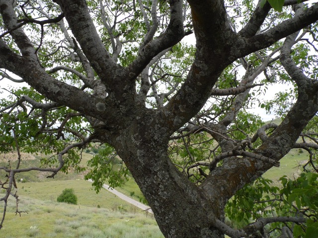 Celtis tournefortii