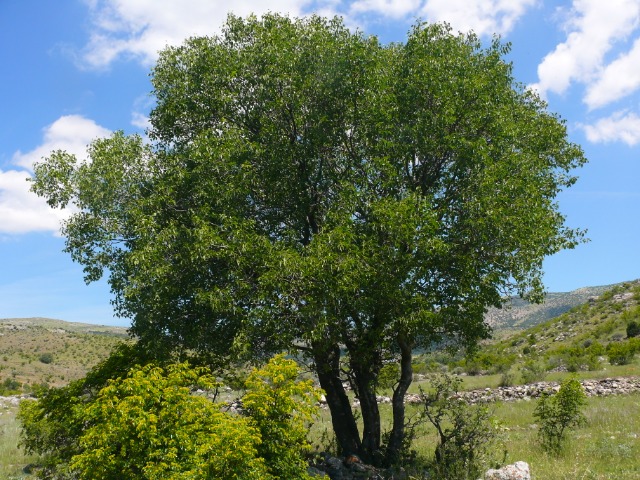 Celtis tournefortii