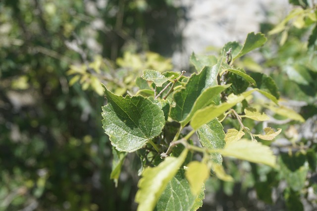 Celtis tournefortii