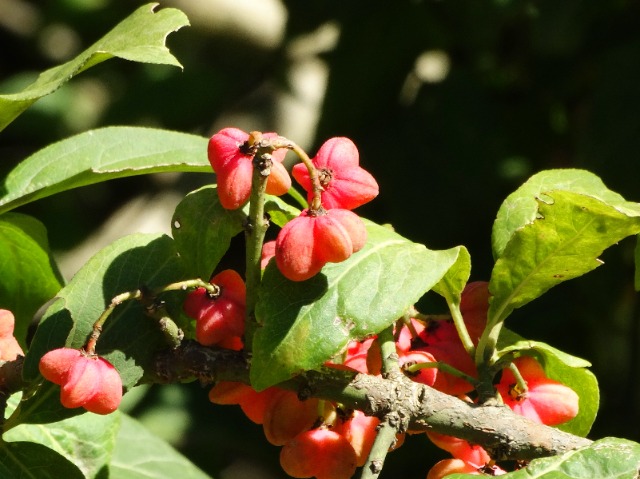 Euonymus europaeus