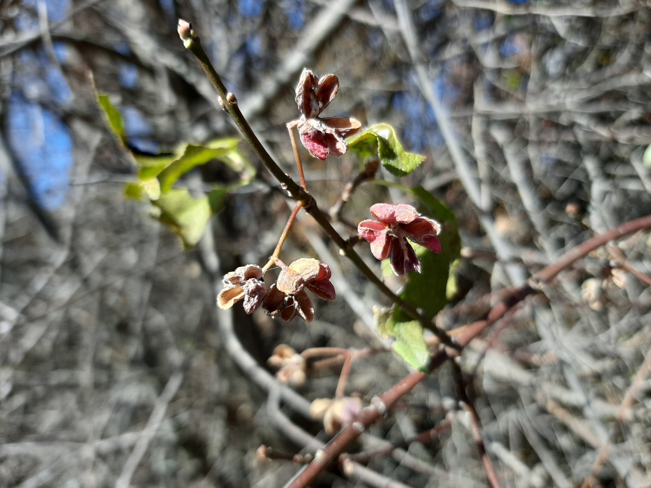 Euonymus europaeus