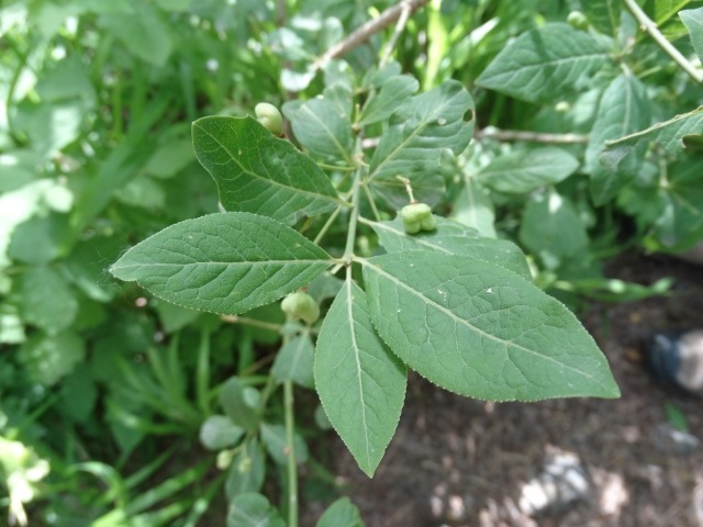 Euonymus europaeus