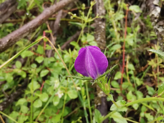 Legousia pentagonia