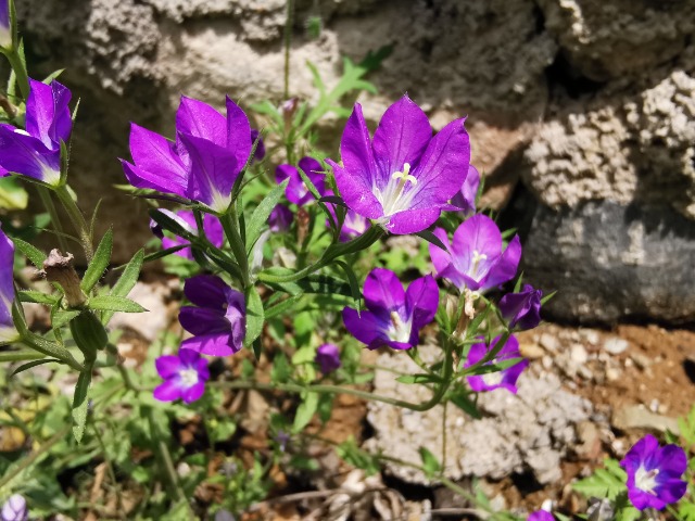 Legousia pentagonia