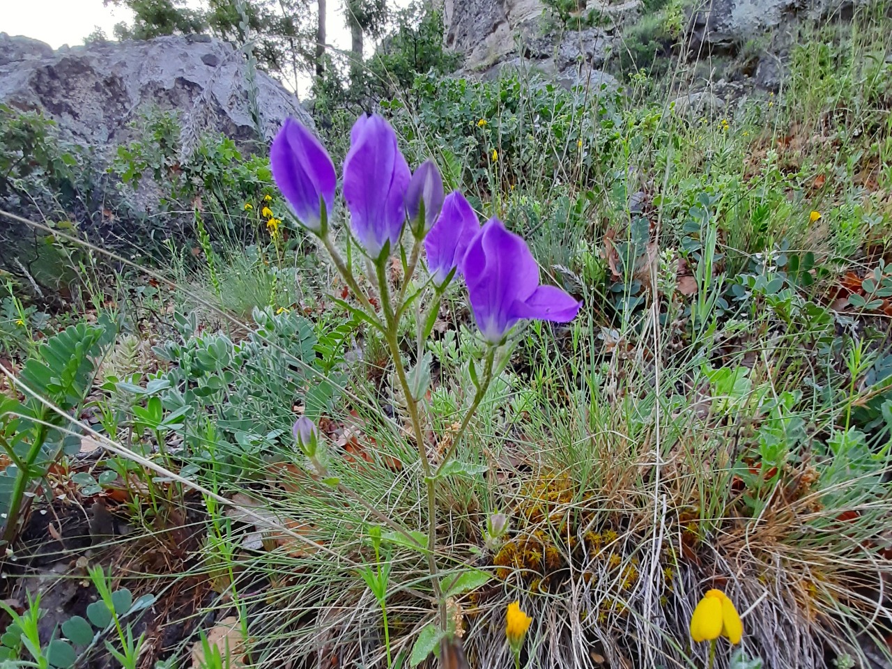 Legousia pentagonia