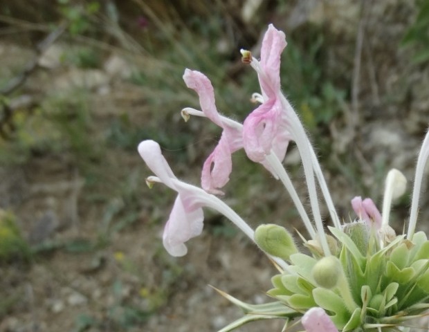 Morina persica var. persica