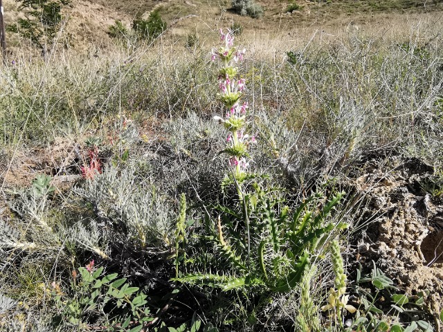 Morina persica var. persica