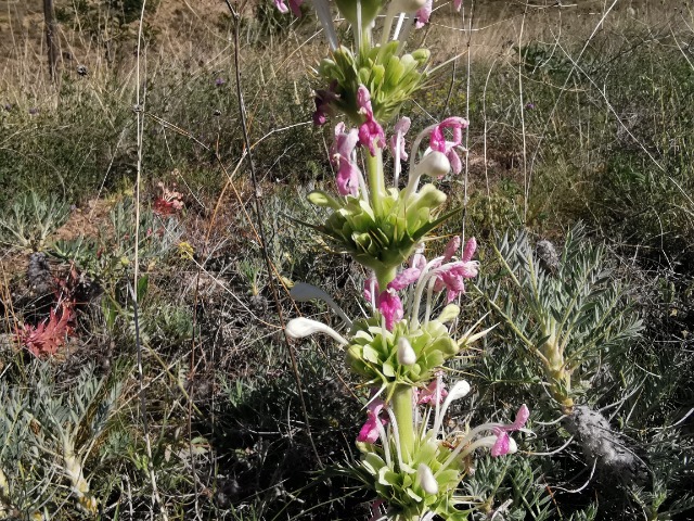 Morina persica var. persica
