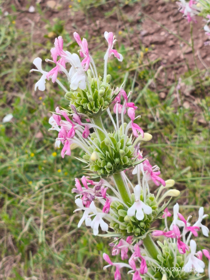 Morina persica var. persica