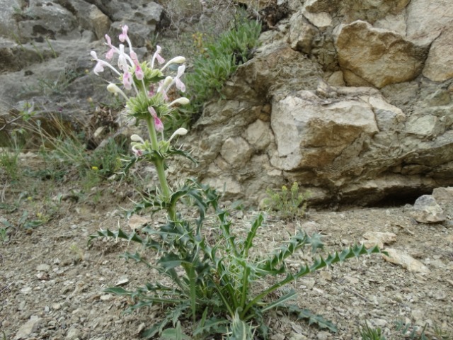 Morina persica var. persica