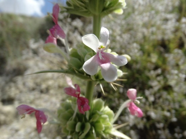 Morina persica var. persica