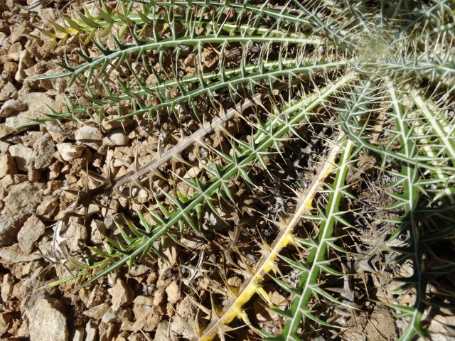 Morina persica var. persica