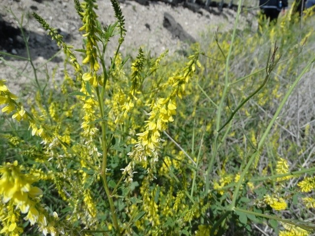 Melilotus officinalis