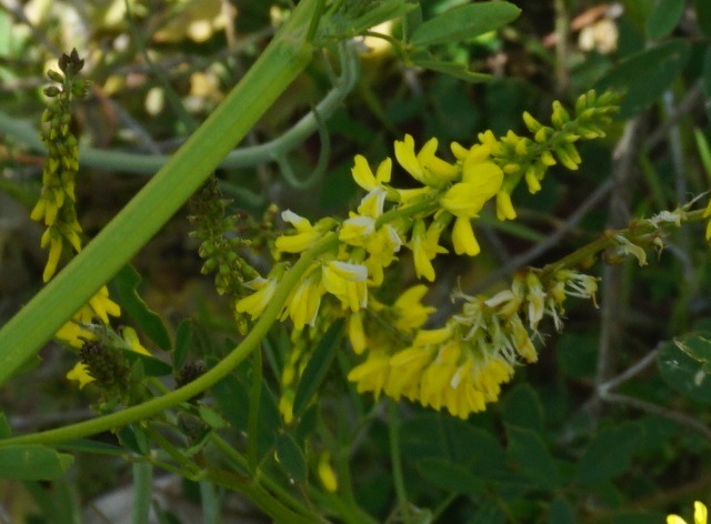 Melilotus officinalis