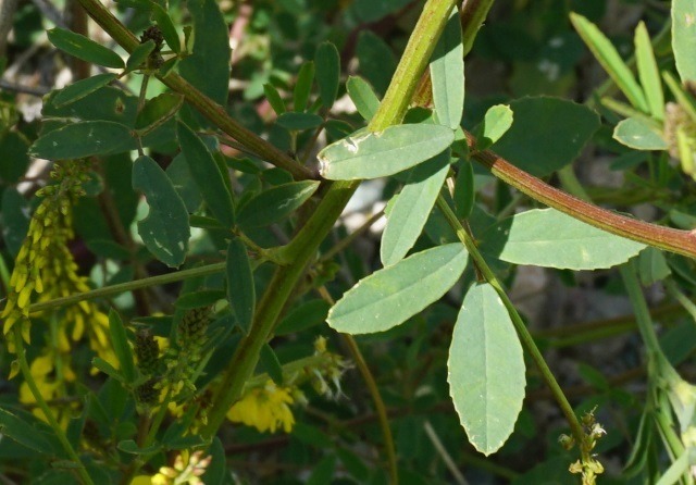 Melilotus officinalis