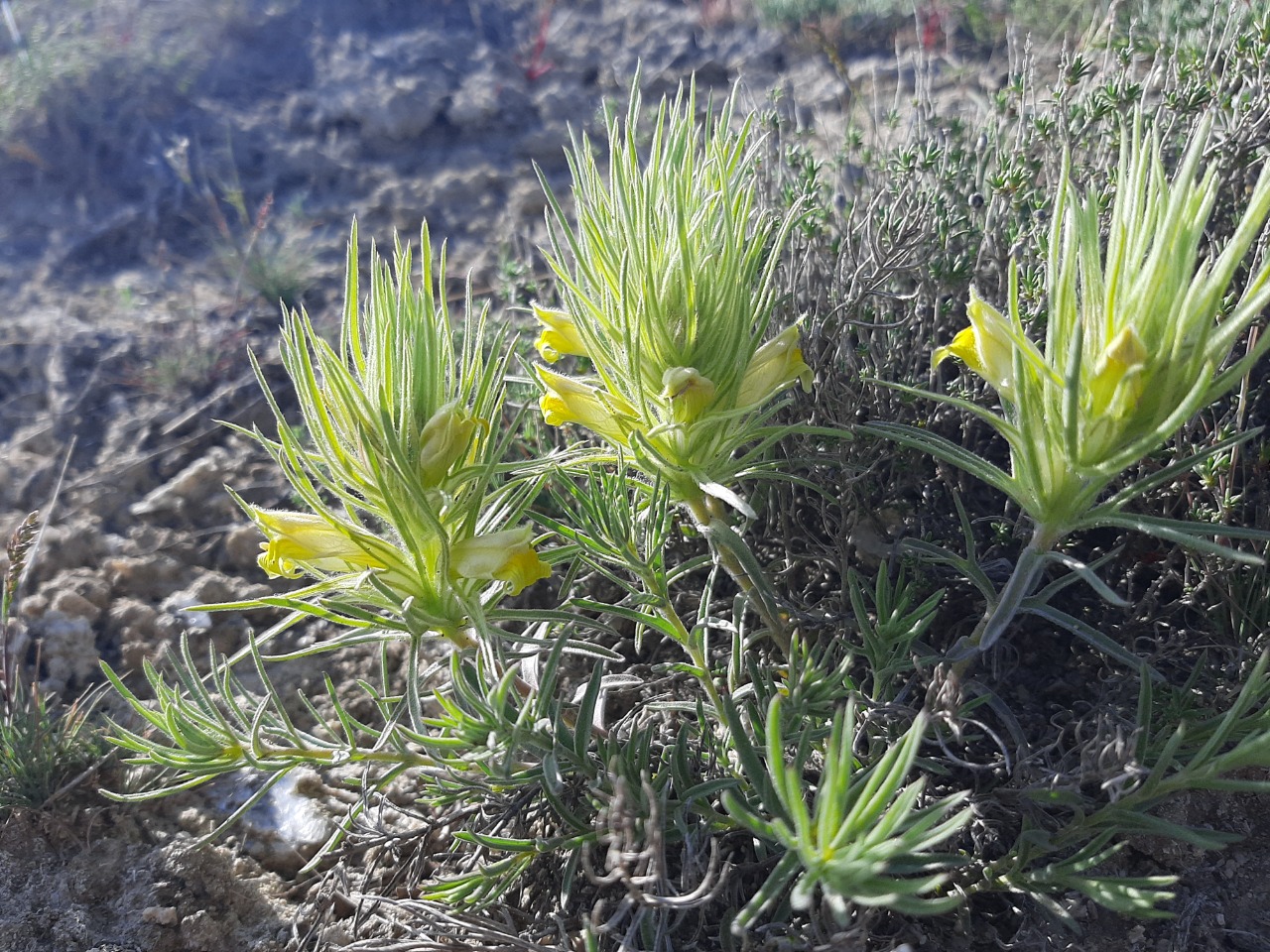 Bungea trifida