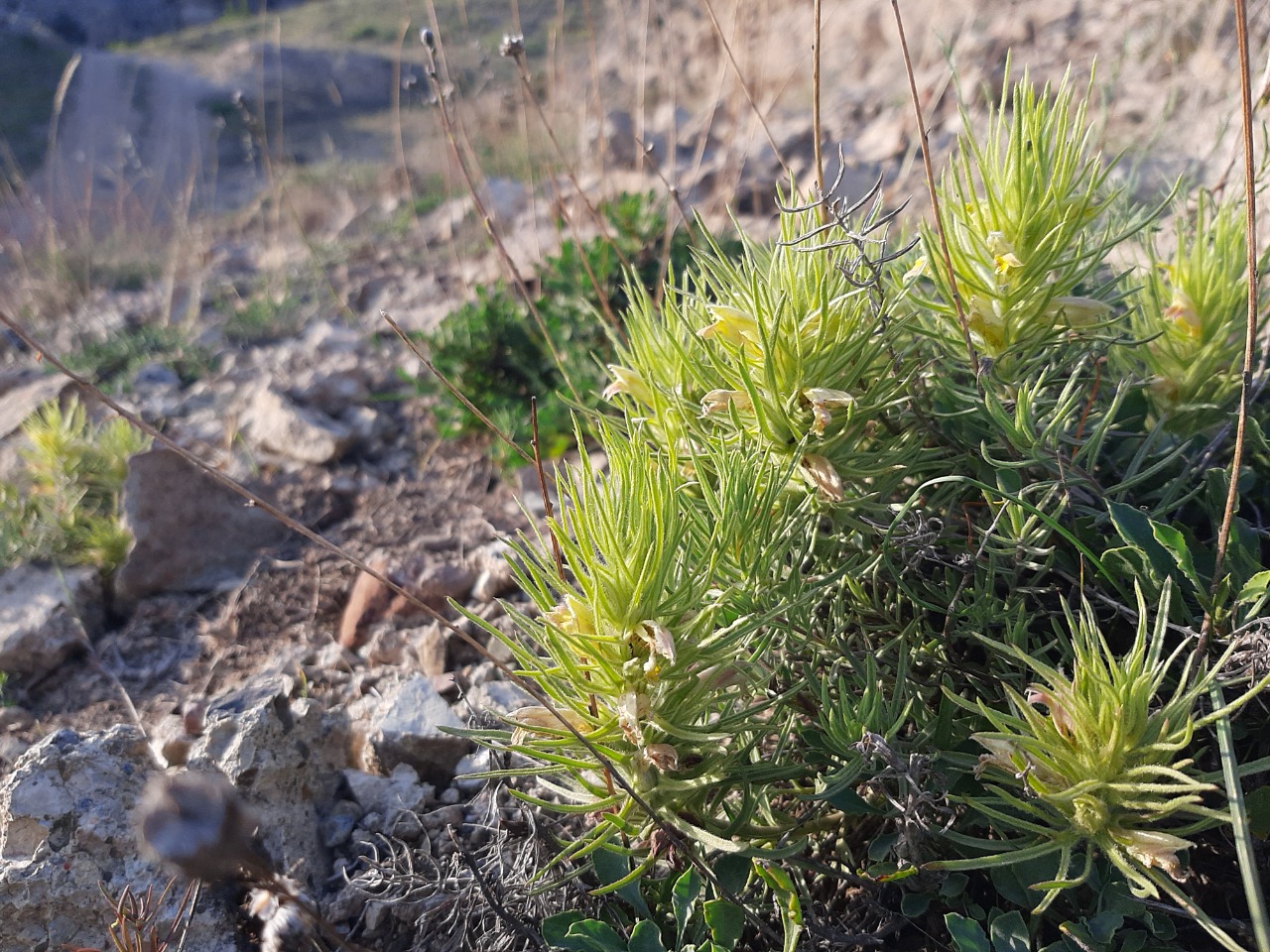 Bungea trifida