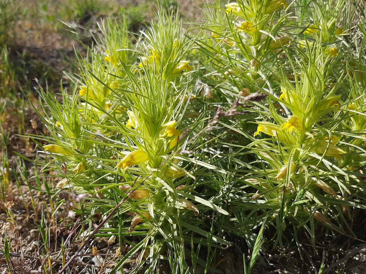 Bungea trifida