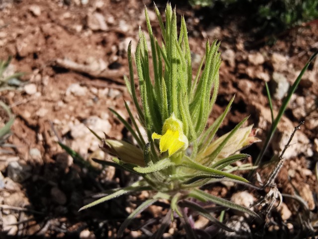 Bungea trifida