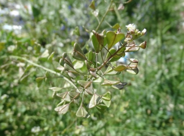 Capsella bursa-pastoris