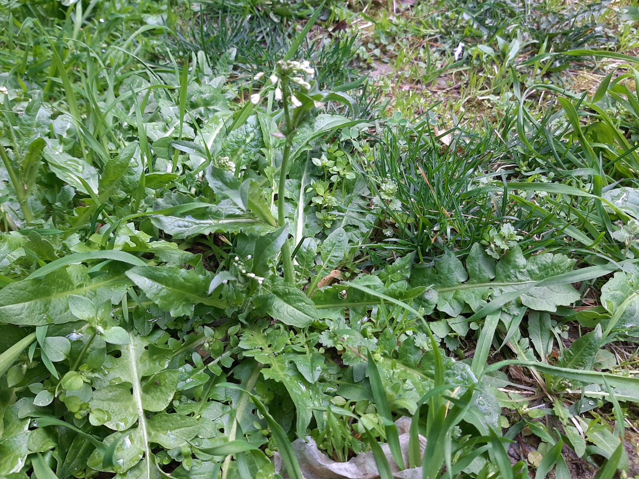 Capsella bursa-pastoris