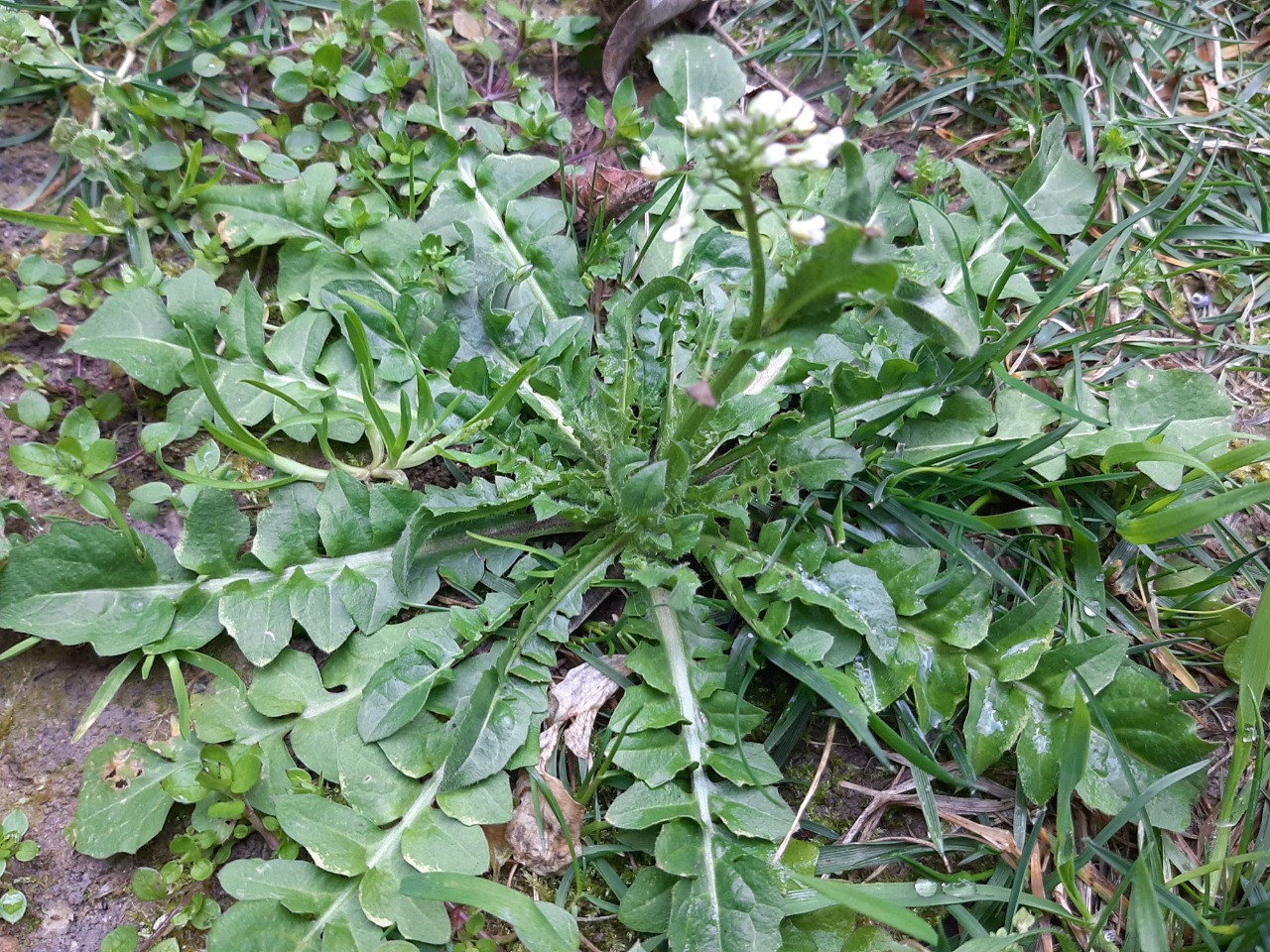 Capsella bursa-pastoris