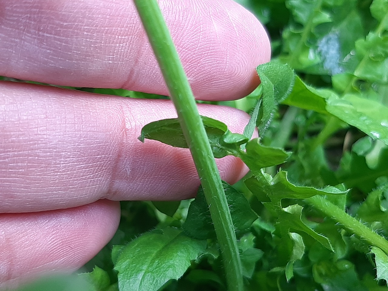 Capsella bursa-pastoris