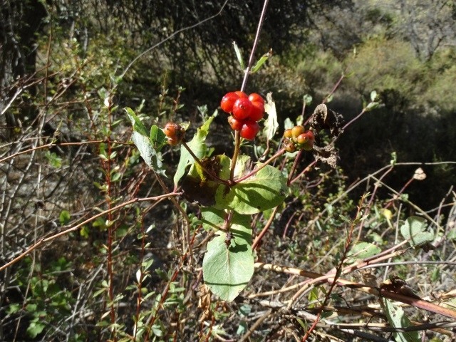 Lonicera etrusca var. etrusca