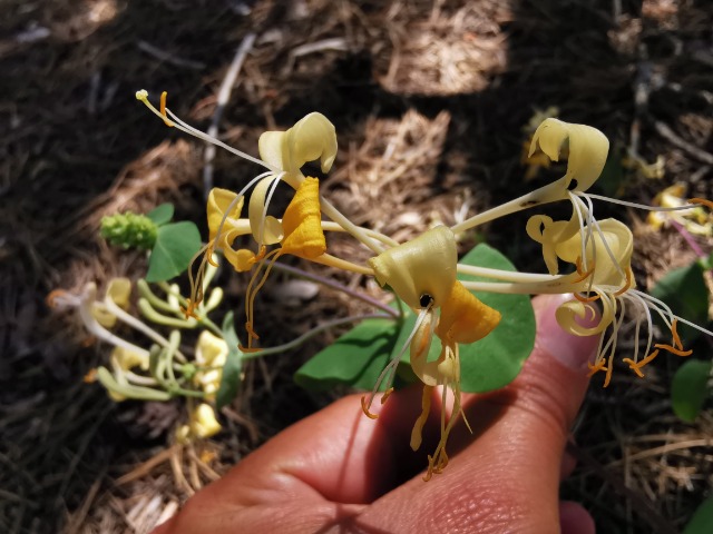 Lonicera etrusca var. etrusca