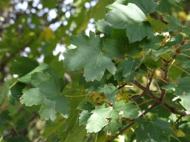 Acer hyrcanum subsp. hyrcanum