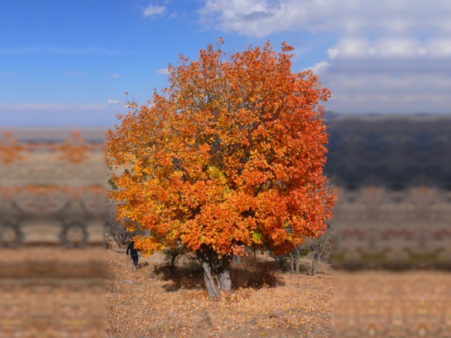 Acer hyrcanum subsp. hyrcanum