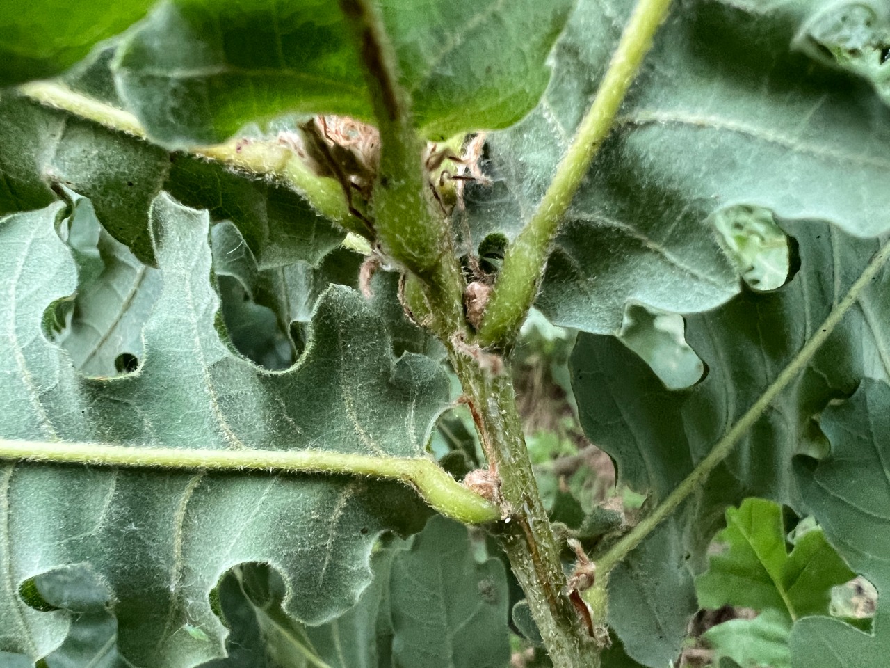 Quercus frainetto
