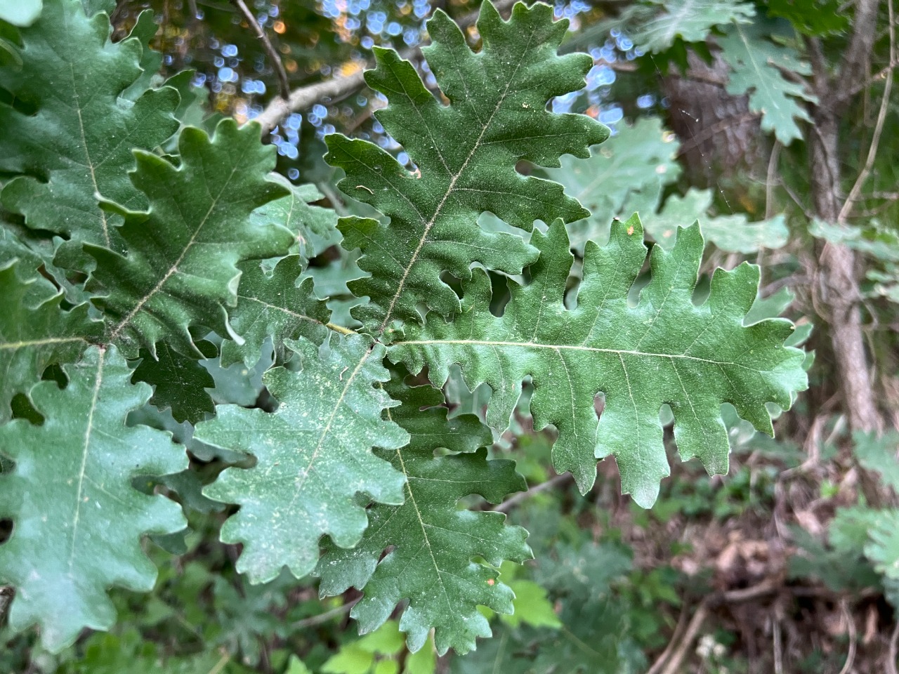 Quercus frainetto