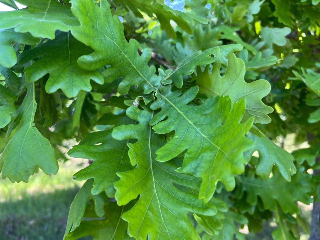 Quercus frainetto