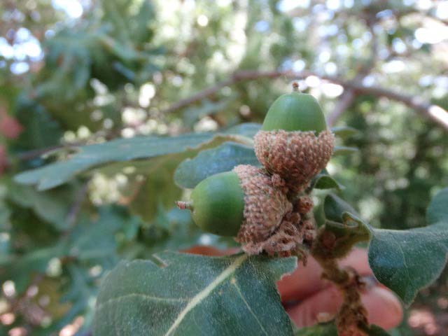 Quercus frainetto