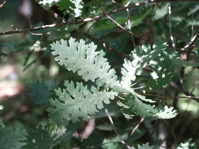 Quercus frainetto