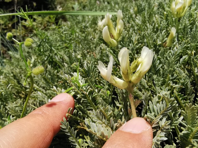 Astragalus angustifolius