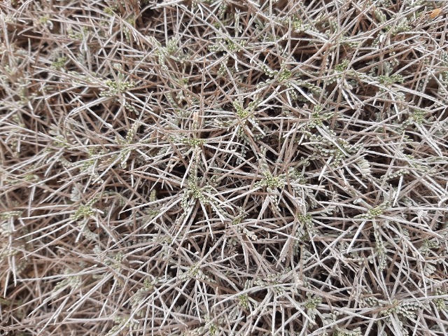 Astragalus angustifolius