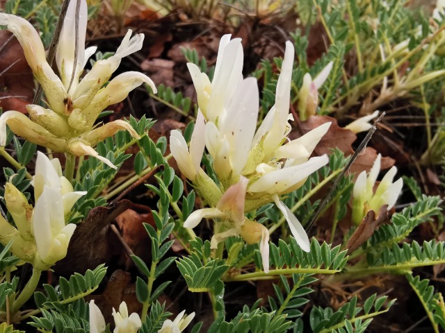 Astragalus angustifolius