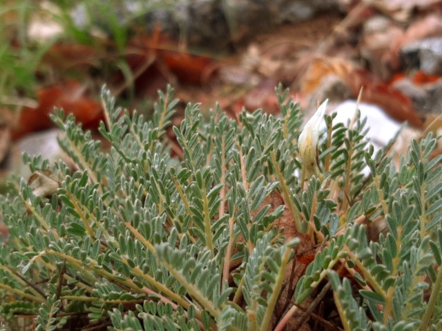 Astragalus angustifolius