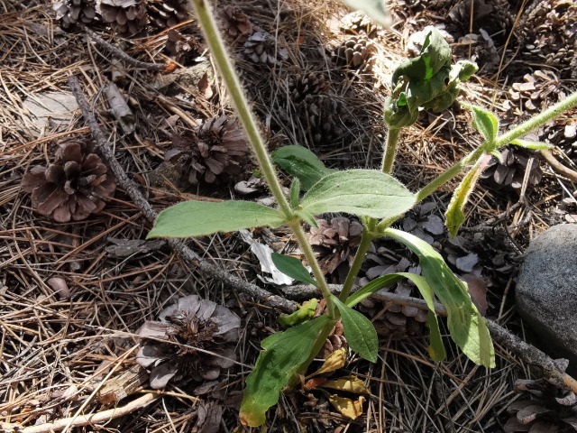 Saponaria glutinosa