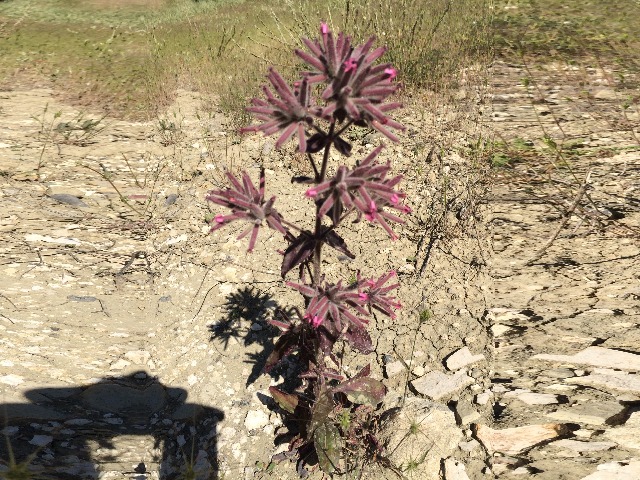 Saponaria glutinosa