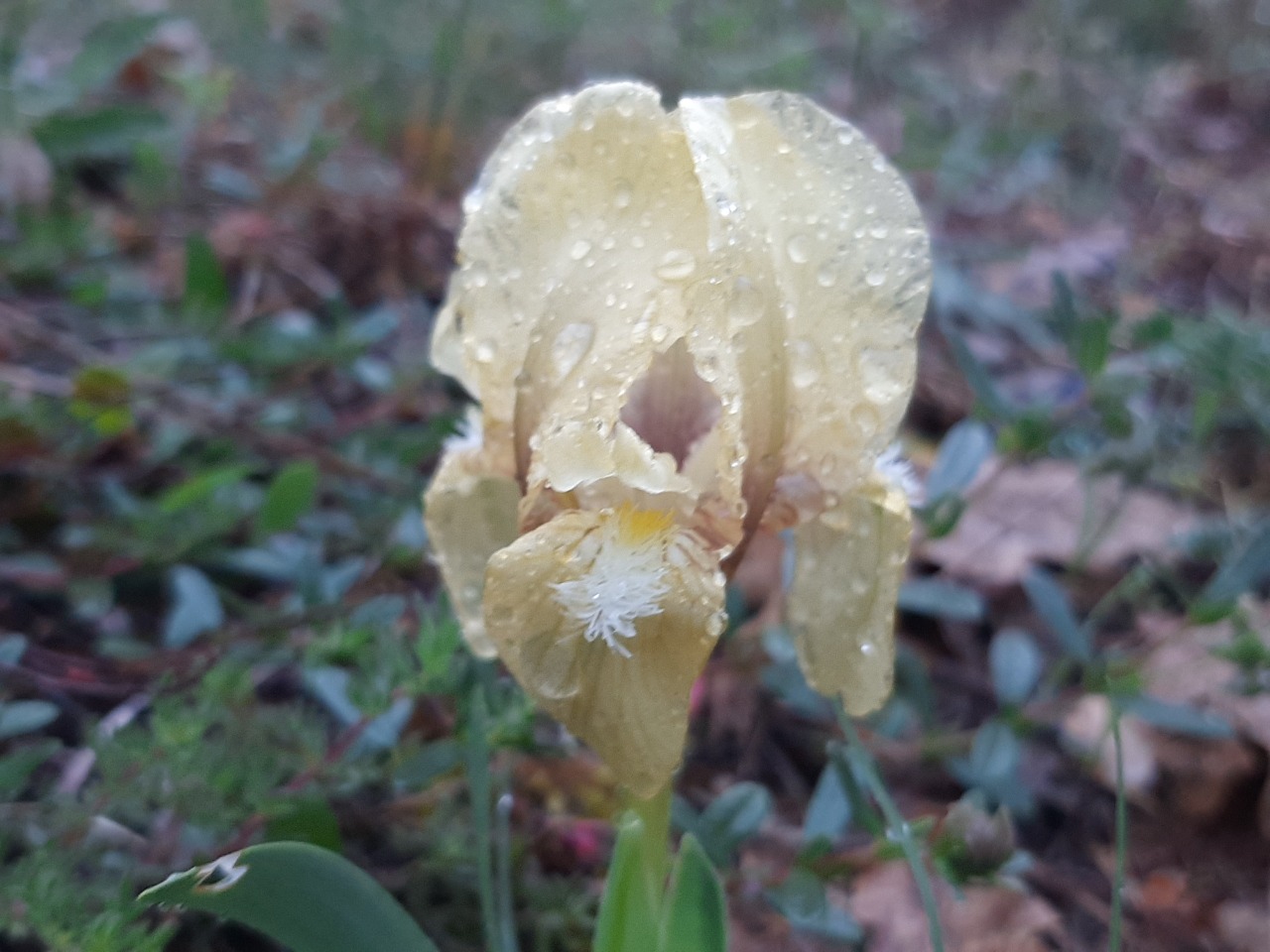 Iris suaveolens