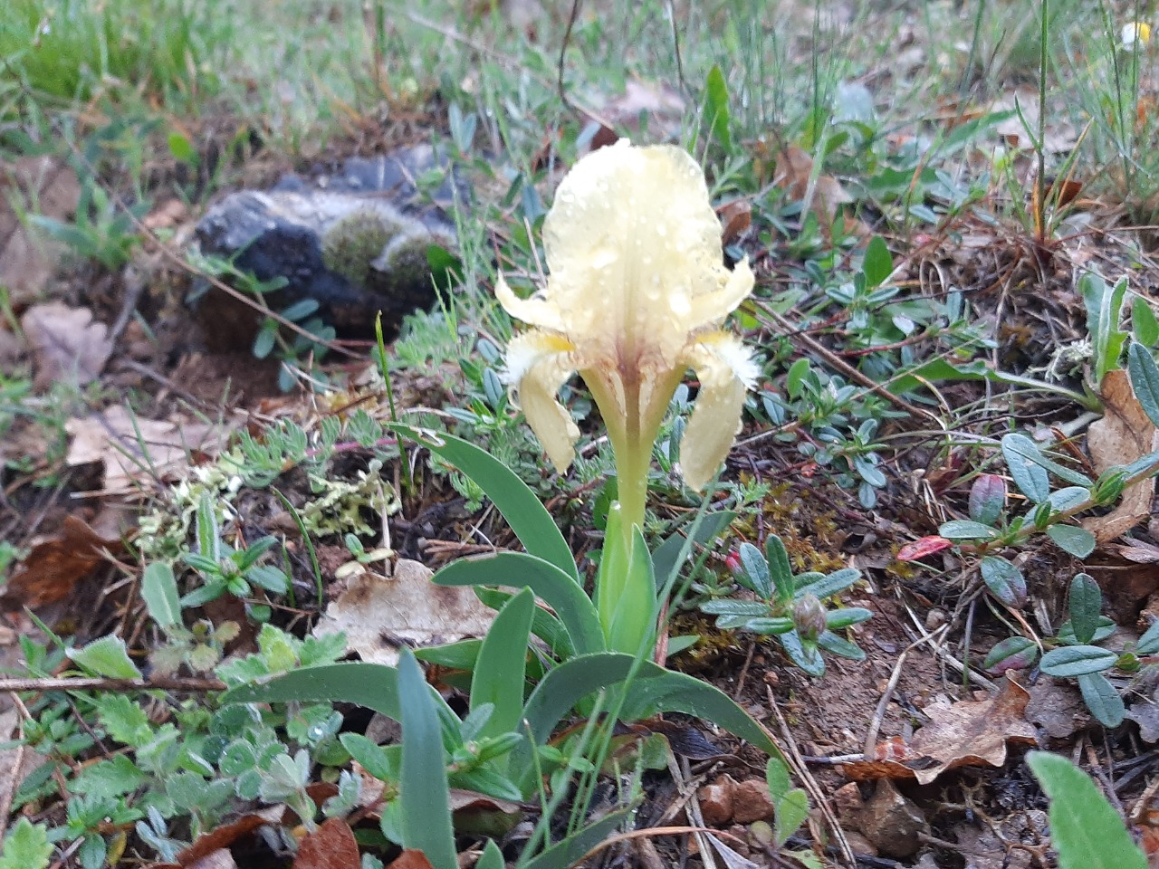 Iris suaveolens