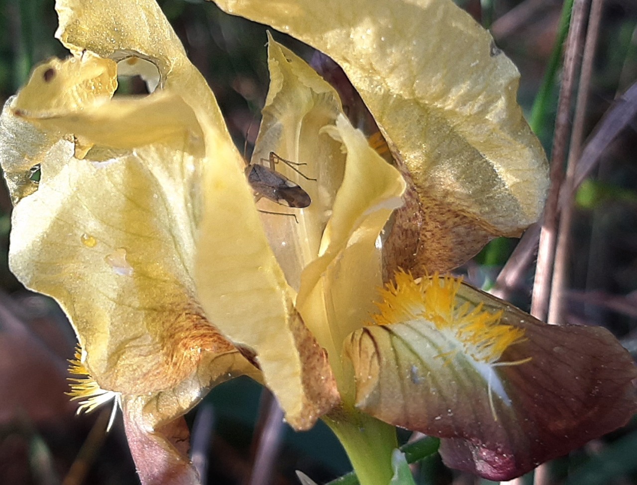 Iris suaveolens
