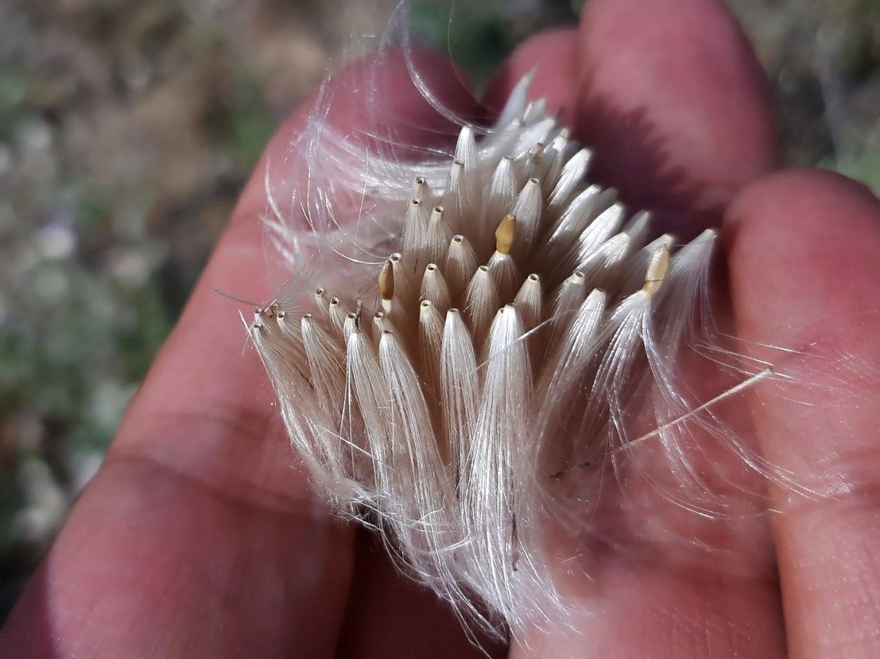 Cirsium arvense
