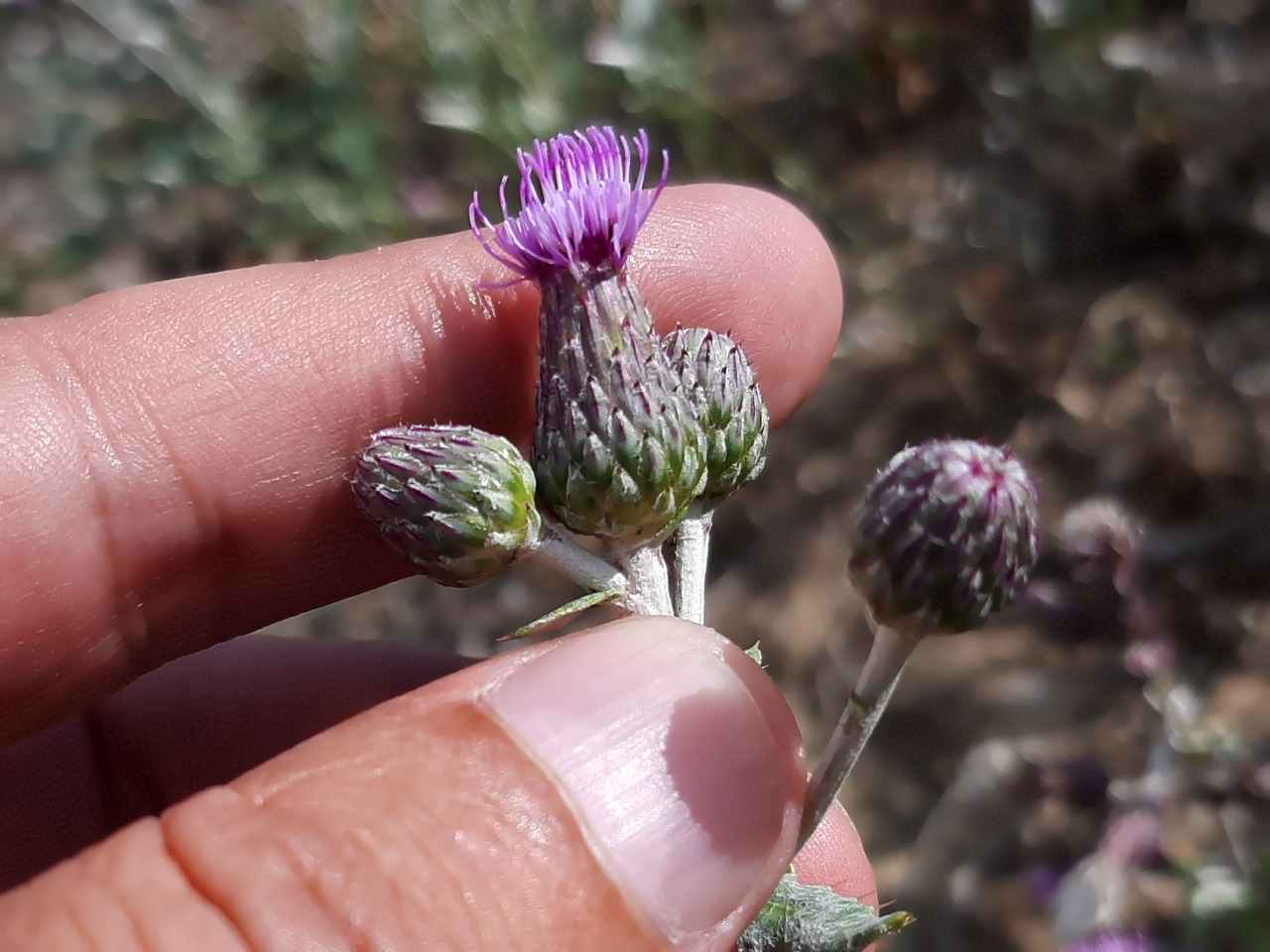 Cirsium arvense